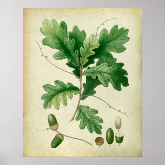 Oak Löv no.4 Konst. Poster