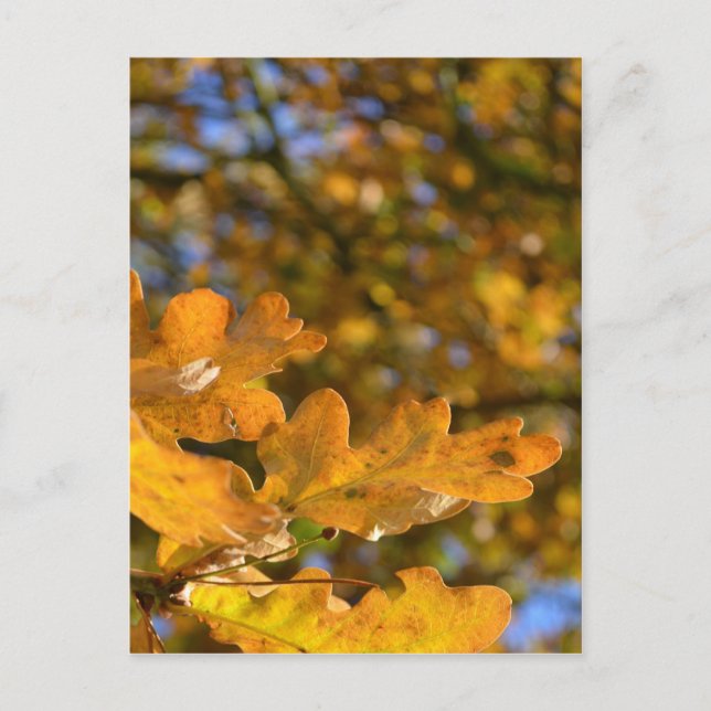 Oak Löv-vykort Vykort (Framsida)