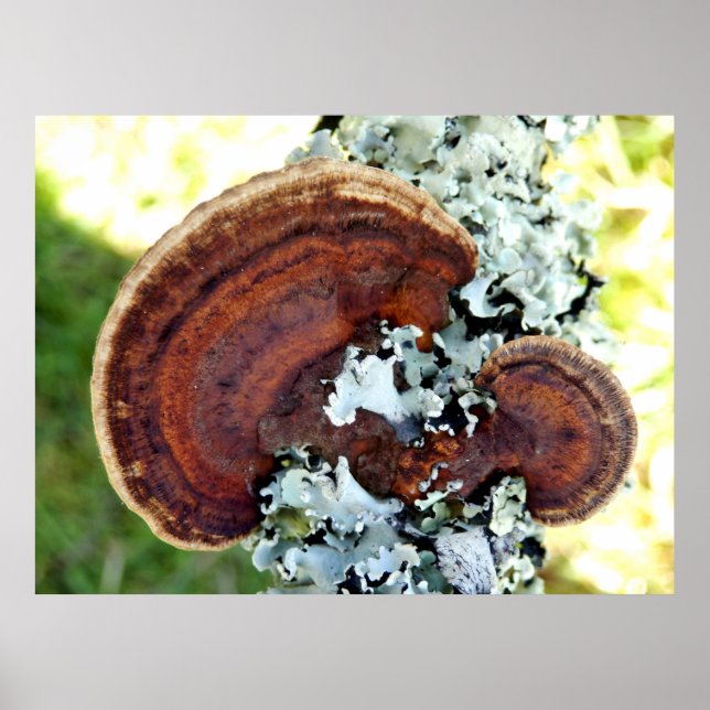 Oak Mazegill Fungus Poster (Framsidan)