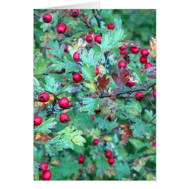 Oak och bär hälsningskort (Framsidan)