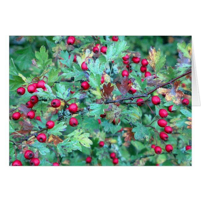 Oak och bär hälsningskort (Framsidan Horizontal)