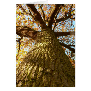 Oak Träd Card Hälsningskort