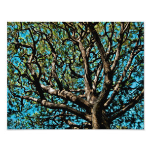 Oak Träd Fototryck