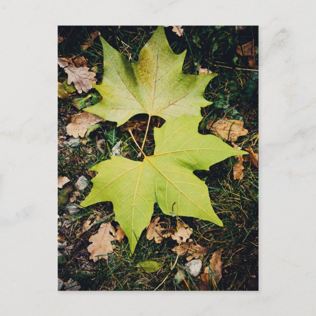 Oak träd grönt löv vykort (Framsida)