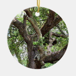 Oak Träd i Park 7659 Jacksonville, Florida Julgransprydnad Keramik
