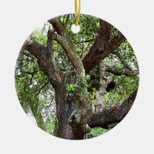 Oak Träd i Park 7659 Jacksonville, Florida Julgransprydnad Keramik