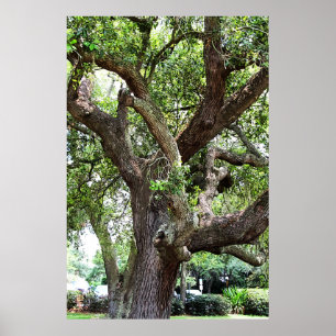 Oak Träd i Park 7659 Jacksonville, Florida Poster