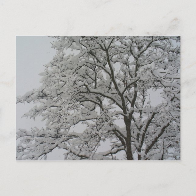 Oak Träd i Snö vykort (Framsida)