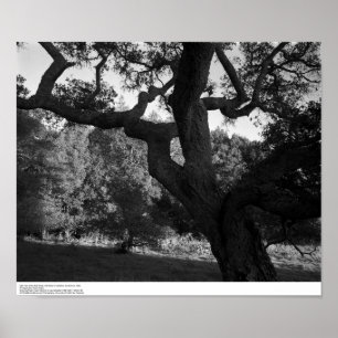 Oak Träd i Väster Ridge, UC Santa Cruz, 1963 Poster