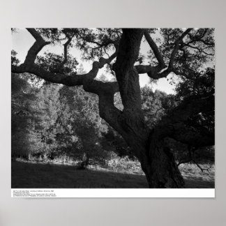 Oak Träd i Väster Ridge, UC Santa Cruz, 1963 Poster