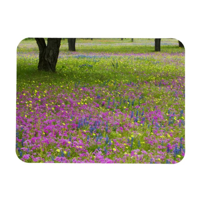 Oak Träd med fält i Phlox, Blue Bonnets Magnet (Horisontell)