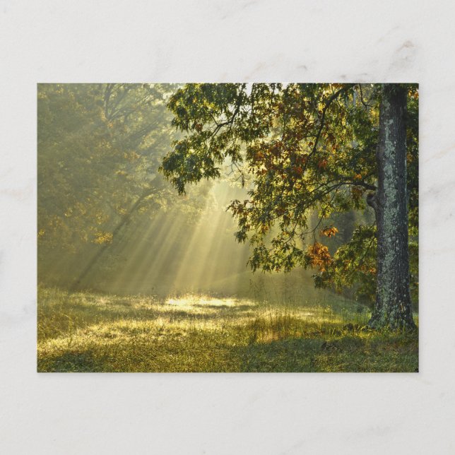 Oak Träd med morgonsolbeams Vykort (Framsida)