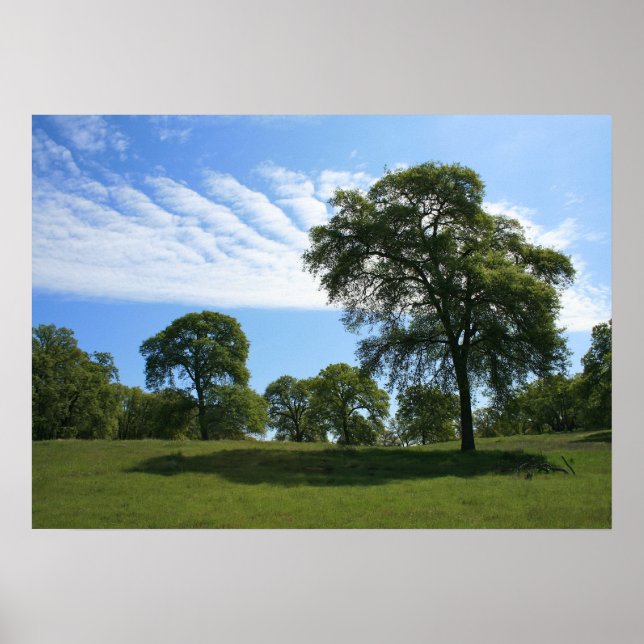 Oak Träd och Meadow liggande foto Poster (Framsidan)