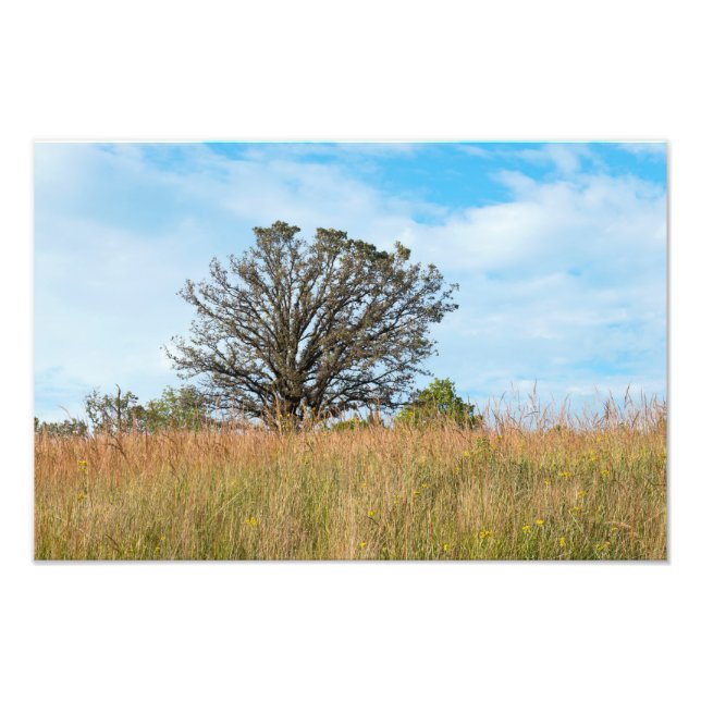 Oak Träd och Tall Grass Prairie Fototryck (Framsidan)