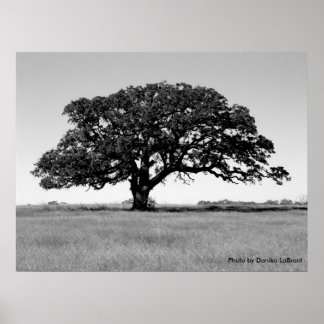 Oak Träd Poster