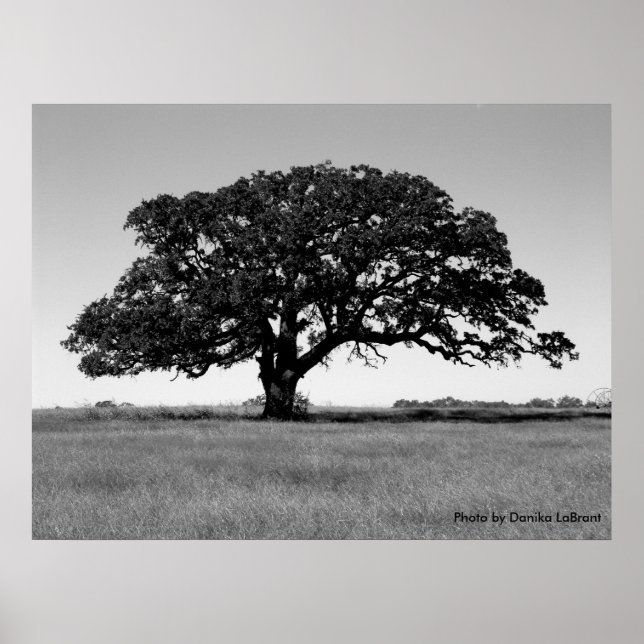 Oak Träd Poster (Framsidan)