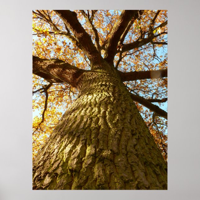 Oak Träd Poster (Framsidan)