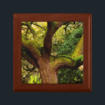 Oak träd smyckeskrin<br><div class="desc">Joanne Wells / DanitaDelimont.com| Förenta staterna, Nordamerika, Georgien| Nordamerika, Förenta staterna, Georgien, Savannah, Oak träd med spansk moss och återuppståndelseferens.</div>