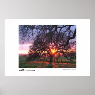 Oak Träd Sunset - Foto på årets finalist Poster