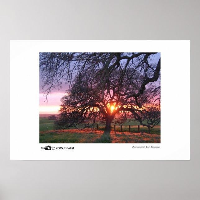Oak Träd Sunset - Foto på årets finalist Poster (Framsidan)
