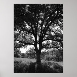 Oak Träd, Vår Meadow, Black and White Poster