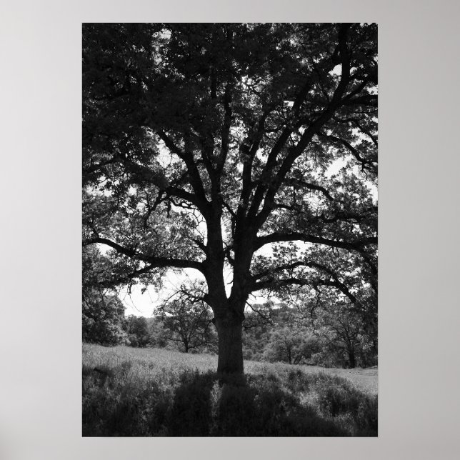 Oak Träd, Vår Meadow, Black and White Poster (Framsidan)