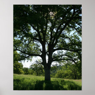 Oak Träd, Vår Meadow, Porträtt Poster