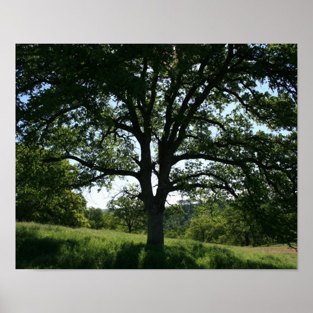 Oak Träd, Vår Meadow Poster (Framsidan)