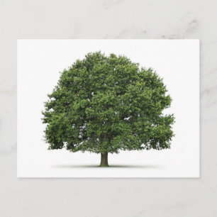 Oak Träd Vykort