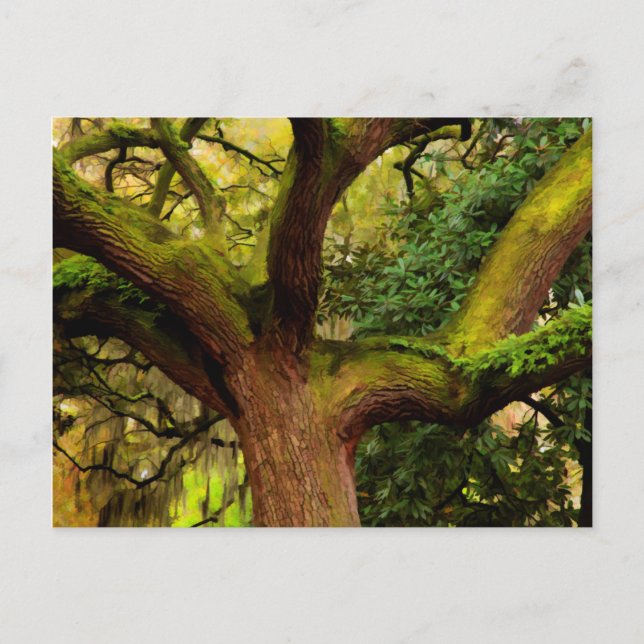 Oak träd vykort (Framsida)