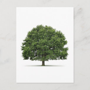 Oak Träd Vykort