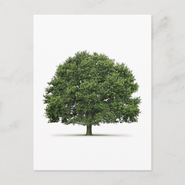 Oak Träd Vykort (Framsida)