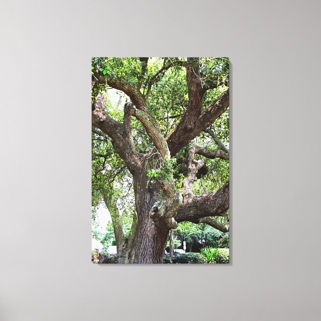 Oak Tree In The Park 7659 Jacksonville, Florida Canvastryck (Framsida)