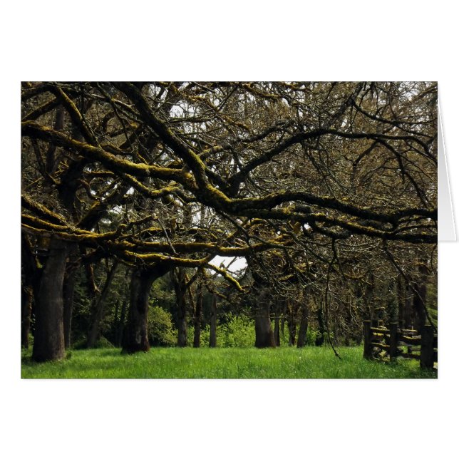 Oakdunge, 2 hälsningskort (Framsidan Horizontal)