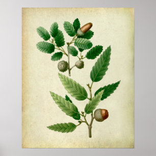 Oaken lämnar väggdekoren för lantbrukarhemmet no.7 poster