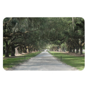 Oakgränd på Boone Hall, Charleston SC-magnet Magnet