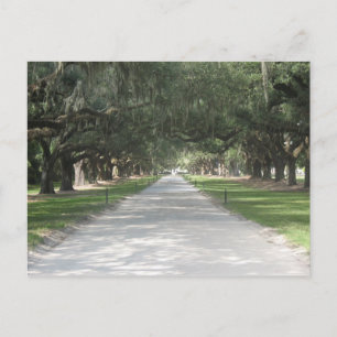 Oakgränd på Boone Hall, Charleston SC-vykort Vykort