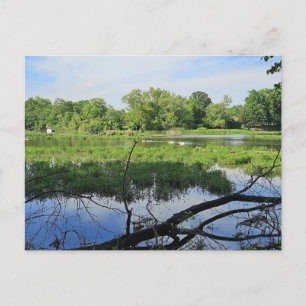 Oakland Metropark Svanar Vykort