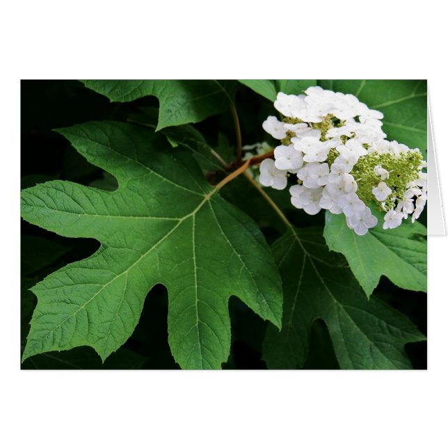 ’oakleaf hydrangea’ av Larry Coressel Hälsningskort (Framsidan Horizontal)