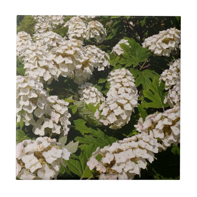 Oakleaf Hydrangea Ceramic Tile Kakelplatta (Framsidan)