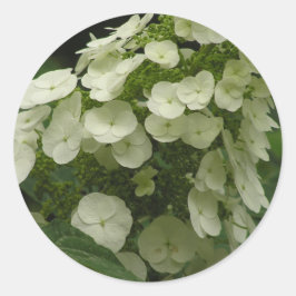 Oakleaf Hydrangea (Hydrangea quercifolia)-klisterm Runt Klistermärke