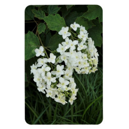 Oakleaf Hydrangea Magnet