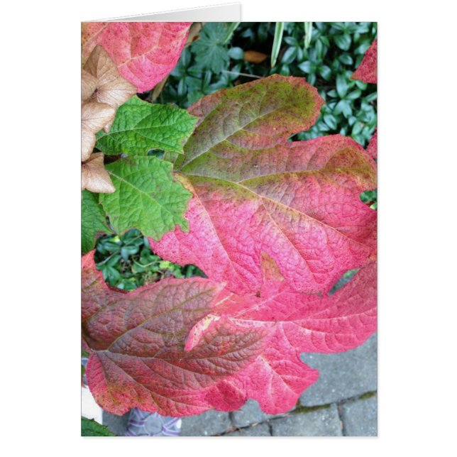 Oakleaf vanlig hortensia OBS kort (Framsidan)