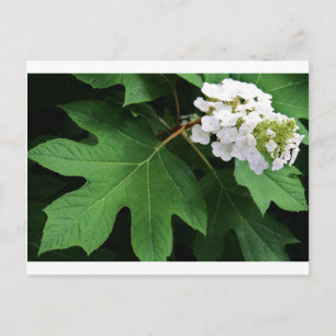 ’Oaklef hydrangea’ av Coressel Productions’ Vykort
