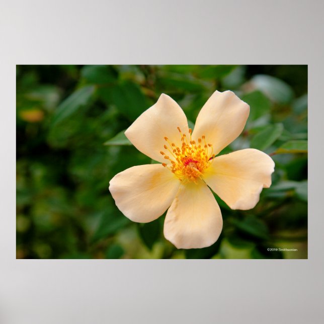 Oakley Fisher Ro Poster (Framsidan)