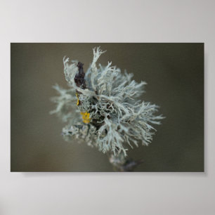 Oakmoss lav poster