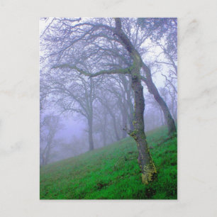 Oaks i Mist Vykort