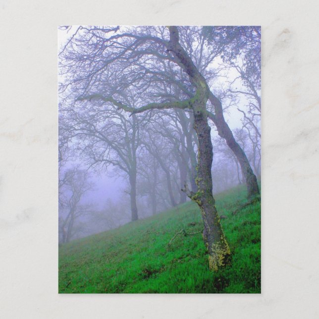 Oaks i Mist Vykort (Framsida)