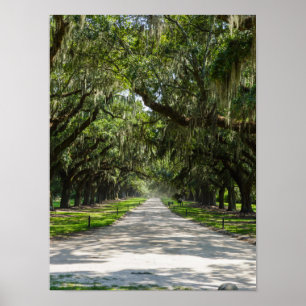 Oaks Poster