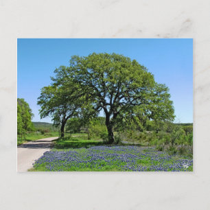 Oakträd och Bluebonnets near Johnson City, TX Vykort